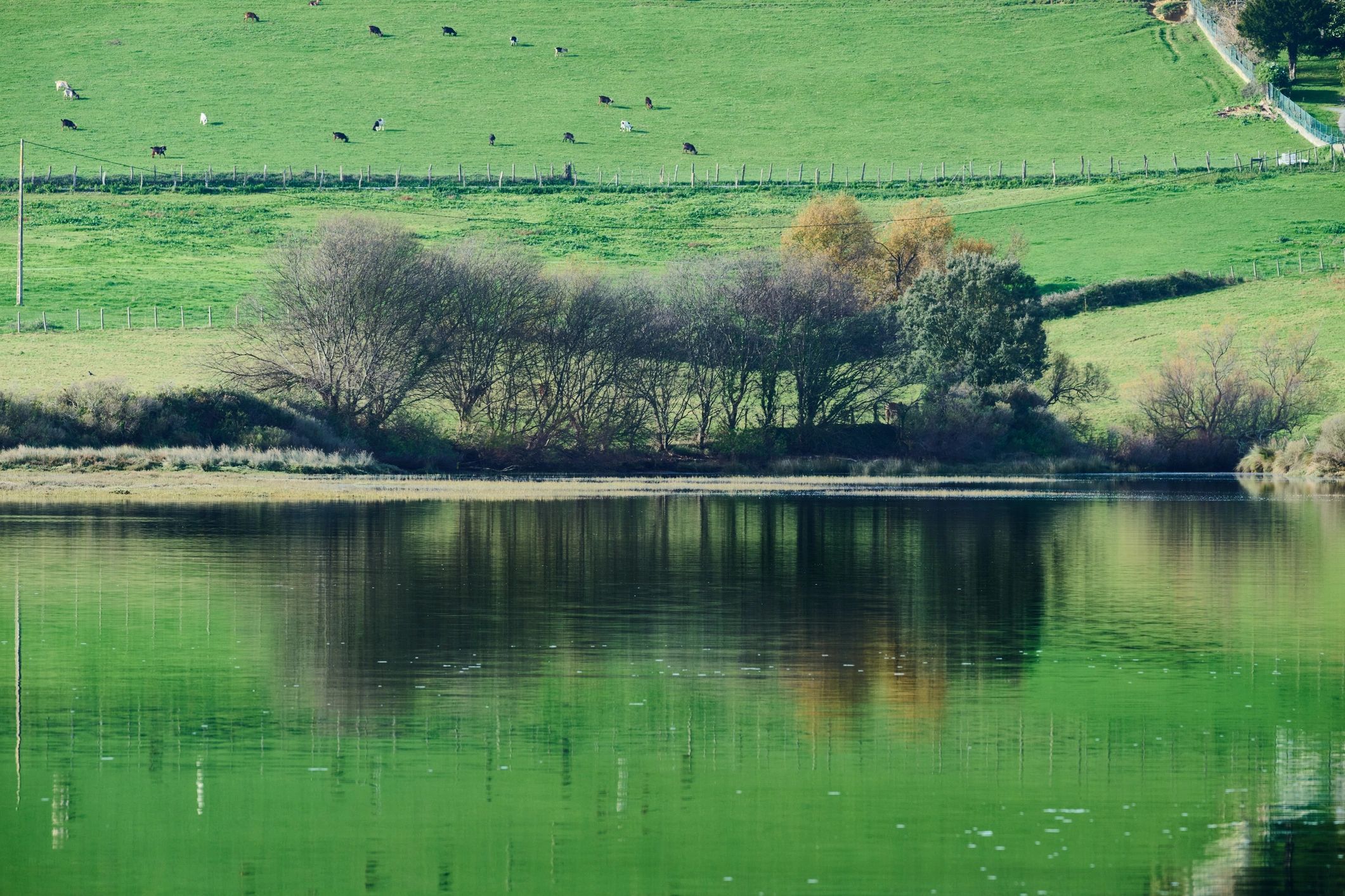 Peaceful pond and green countryside landscape